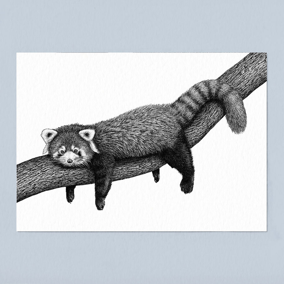 Thumbnail: Red Panda Art Print - White