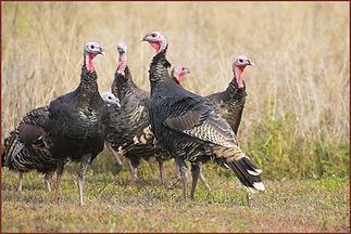 turkey.jpeg