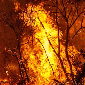 Indigenous Fire Management 