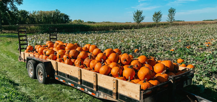 Wholesale pumpkins loaded on trailer in the pumpkin field