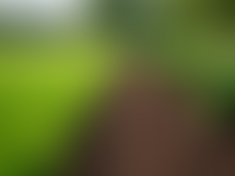 Expert Sod Installation Services for a Perfect Lawn