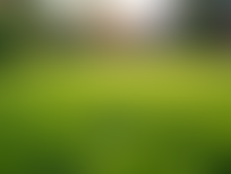 Transform Your Lawn with Professional Sod Installation