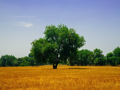 Should Rancher continue gifting of land?