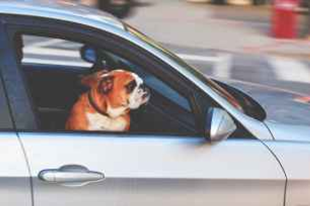 adorable adult animal automotive