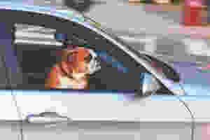 adorable adult animal automotive