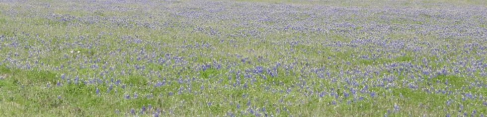 BlueBonnets
