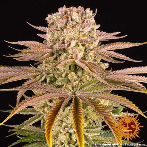 Clark Little Pineapple Express クラーク・リトル Pineapple Express