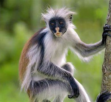 a red colobus monkey in zanzibar