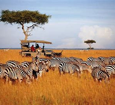 zebras in the serengeti