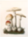 champignongs_edited.jpg