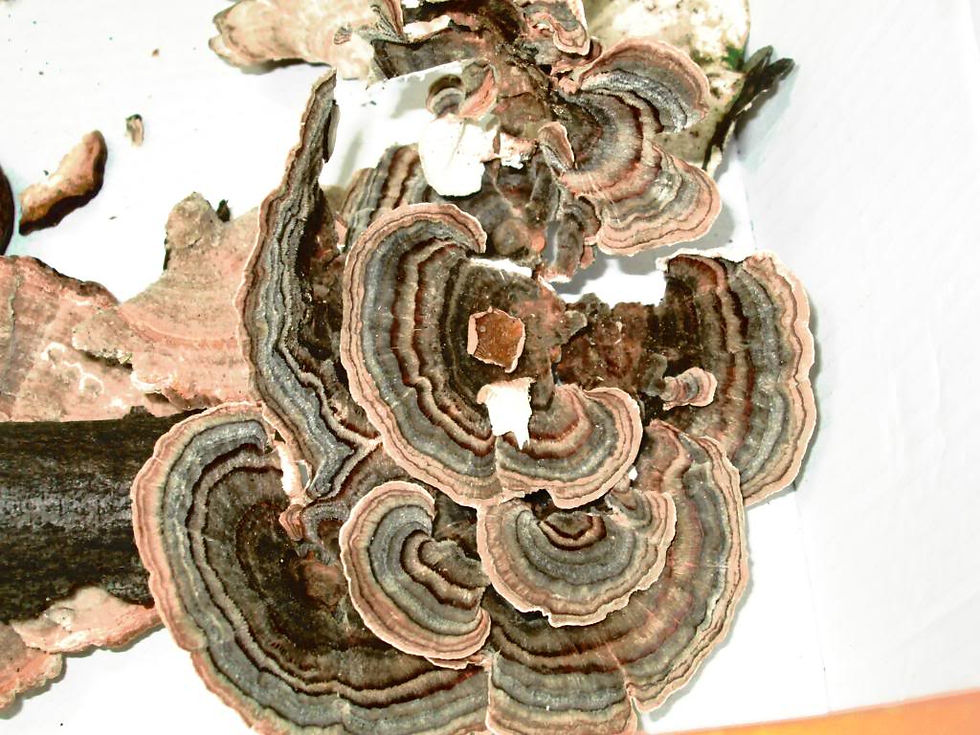 Nov 2013 Program on mushrooms