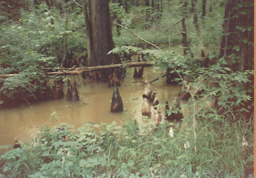 88 89 Trip Cypress Swamp2