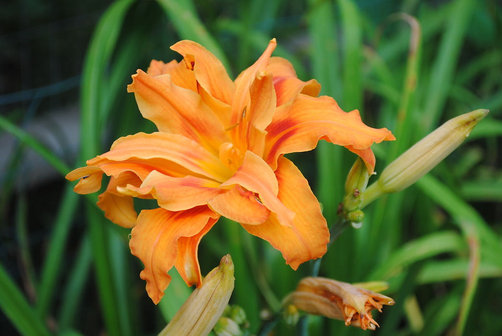 One of Marian Moreland's cherished daylilly's from the year she was born, 1930