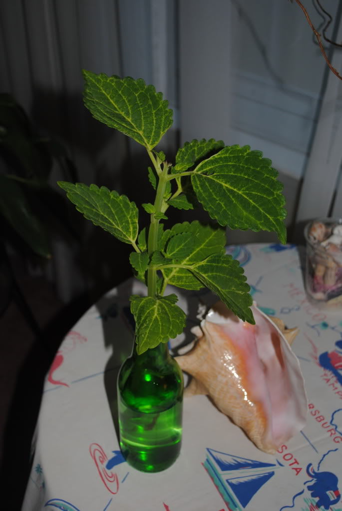 July 21 2012 Picnic hostPam Smart's sample of horticulture brought to summer picnic