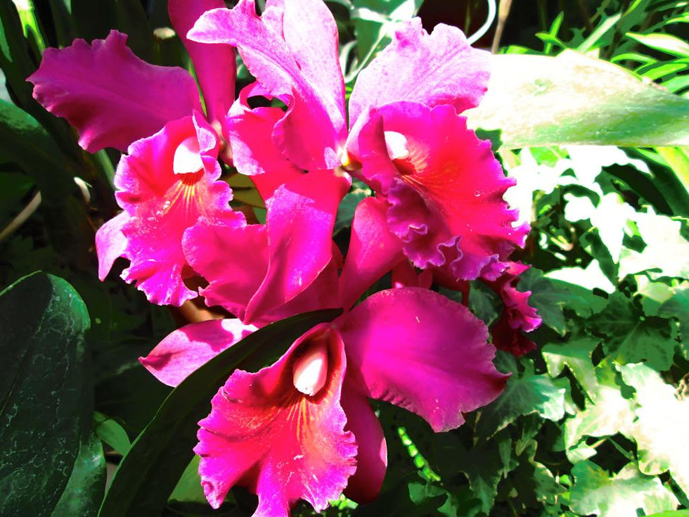 Oct 2013 Club trip to Hillwood Gardens_0
