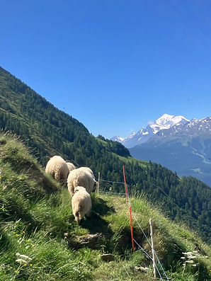 Schwarznasen