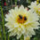 Thumbnail: Pollinators Paradise - Dahlia Seeds (Large Packet: 75 Seeds)