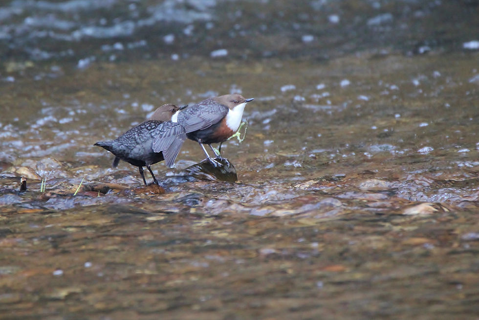 Cinclus cinclus, White-throated dipper (