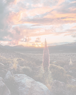 WhatsApp%20Image%202020-06-18%20at%2014.