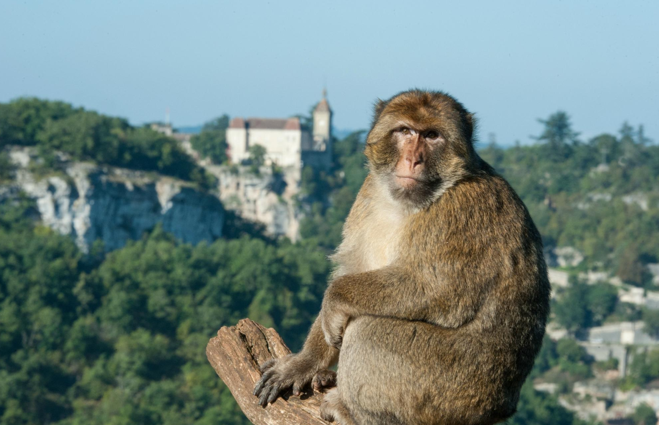 Monkey Forest