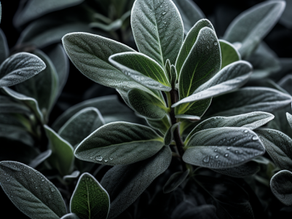 UNLOCKING THE MYSTICAL POWERS OF THE SAGE PLANT: A NATURAL CLEANSING AGENT FOR PHYSICAL AND ENERGETIC WELL-BEING
