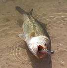 Black bass au Nugg Shad