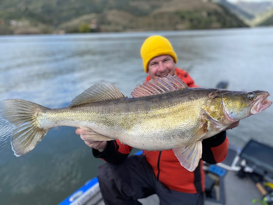 Sandre pris avec Megabass Valkyrie World Expedition