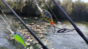 La pêche au crankbait en Seine : L’arme secrète (et méconnue) de vos sessions