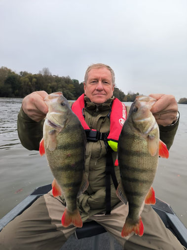Perches de fleuve capturée sur la Seine normande lors d'un guidage Extrem Fishing