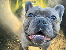 Colostrum for Dogs: Nature’s Immune, Gut, and Healing Powerhouse