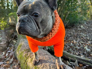 The Dangers Of Acorns & Conkers