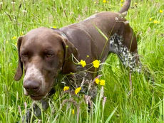 Pumpkin Seeds for Natural Worm Support in Dogs