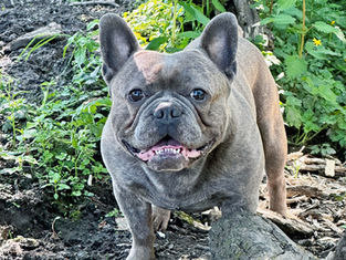 Ashwagandha Root for Dogs: Benefits and Usage