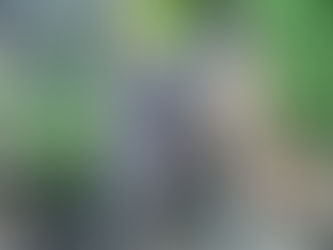 Ashwagandha Root for Dogs: Benefits and Usage