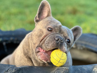 Healthy vs Harmful Foods for Dogs