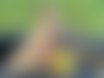 Healthy vs Harmful Foods for Dogs