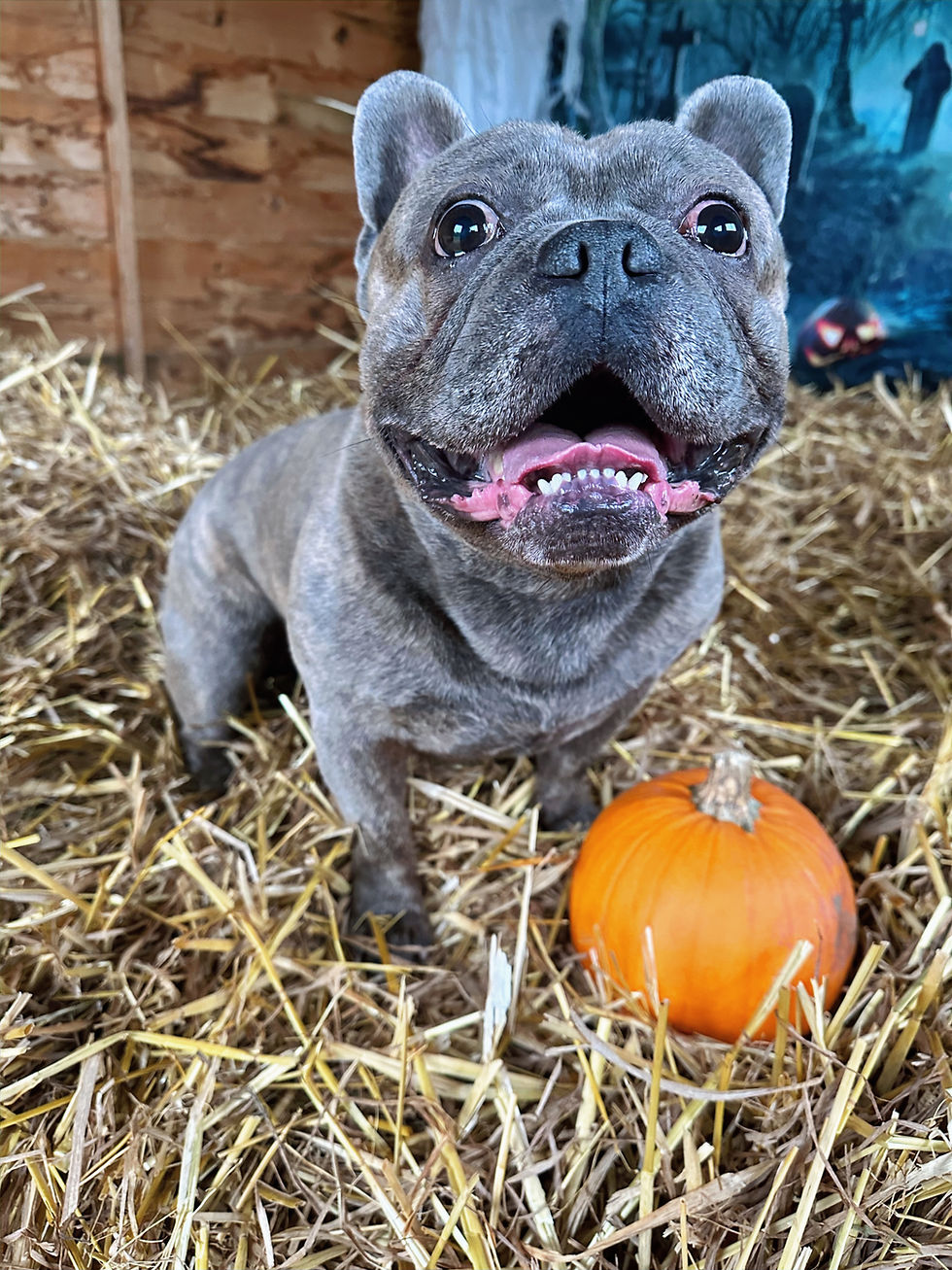 Pumpkin, Spice and All Things Nice