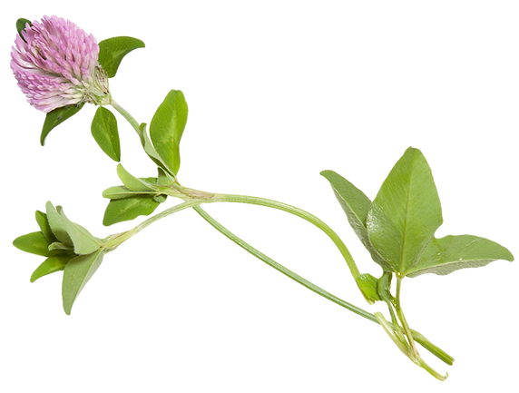 Young%20flower%20of%20clover%20isolated%