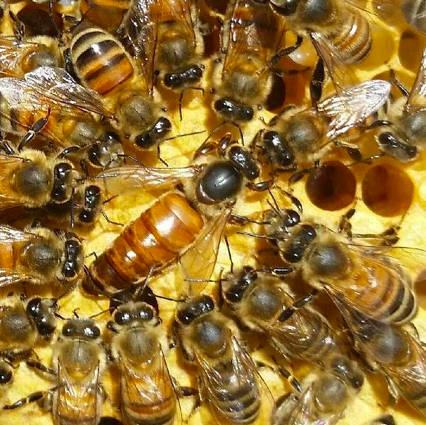 how long after swarm for swarm queen to lay how long after swarm for swarm queen to lay