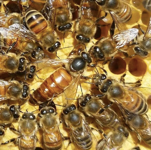 Bee Sex A Love Affair