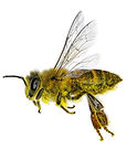 Bees%2520flying%2520to%2520to%2520the%25