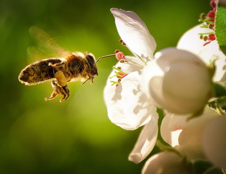 How is Honey Made? It all starts with the flowers