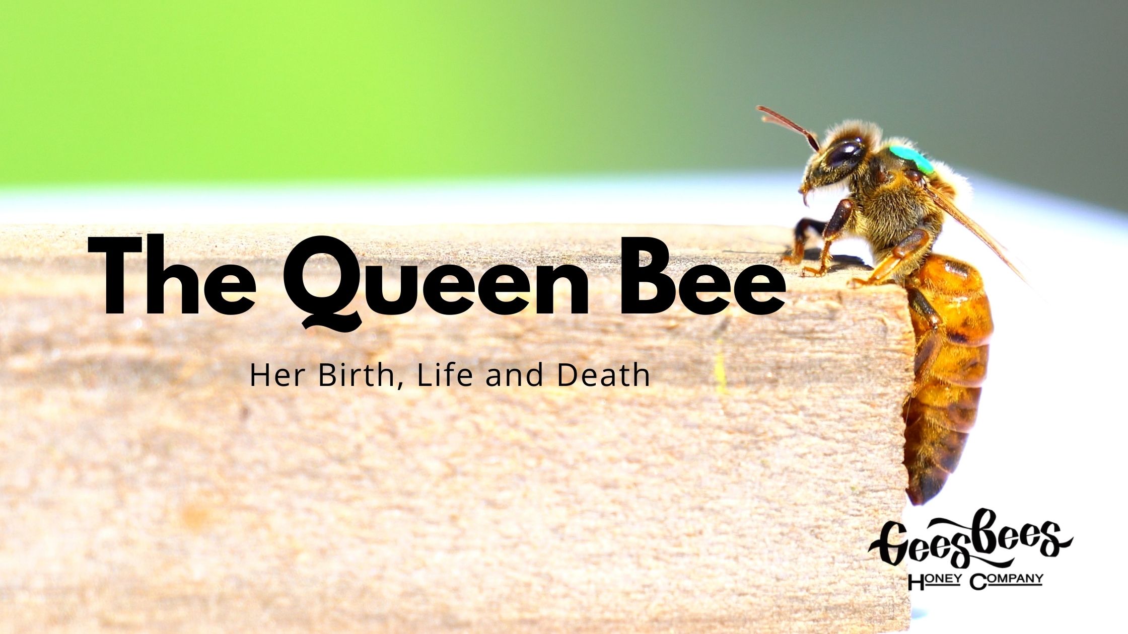 quern bee quern bee