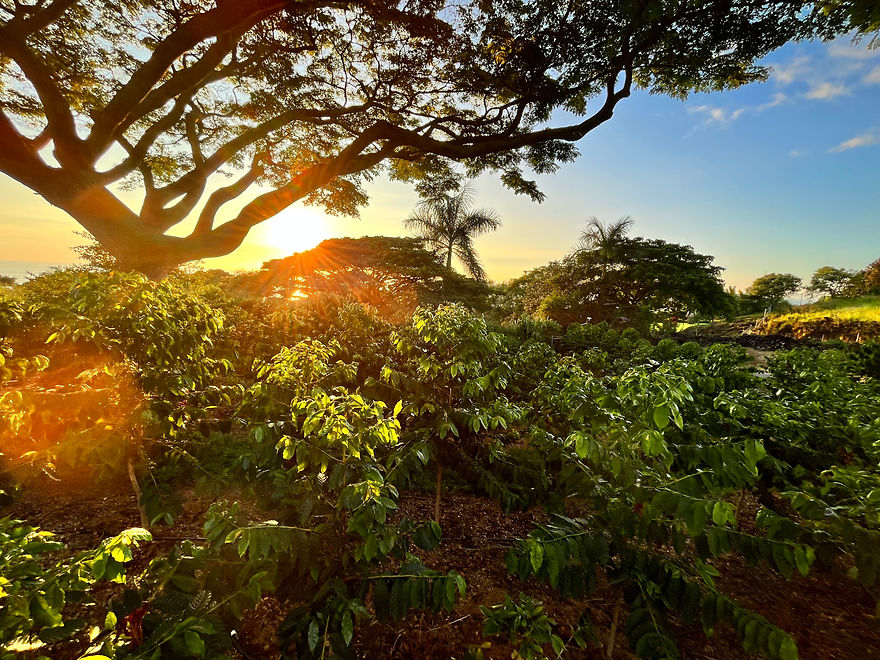 KonaHa 100% Kona Coffee.jpeg