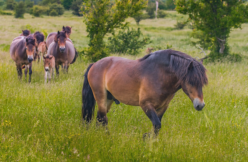 Vildheste (Exmoor), Næstved Øvelsesterræn (foto: Rune Engelbreth Larsen)