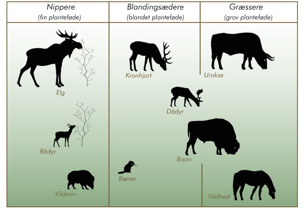 Forskellige planteædere har forskellig indvirkning på vegetationen og skaber stor variation (illustration © Karsten Thomsen)