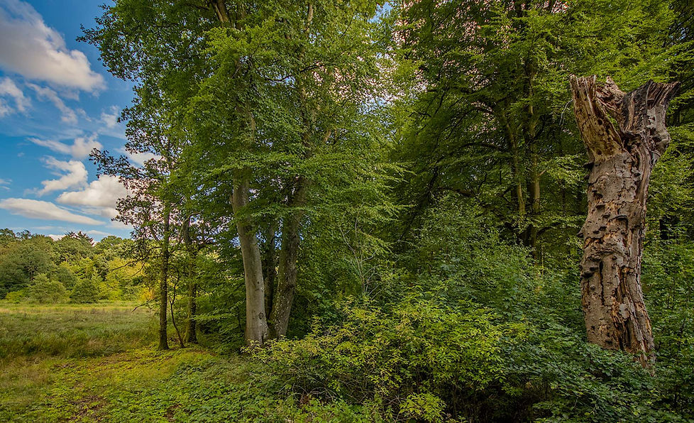 Ved Hundemose, Bidstrup Skovene (foto: Rune Engelbreth Larsen)