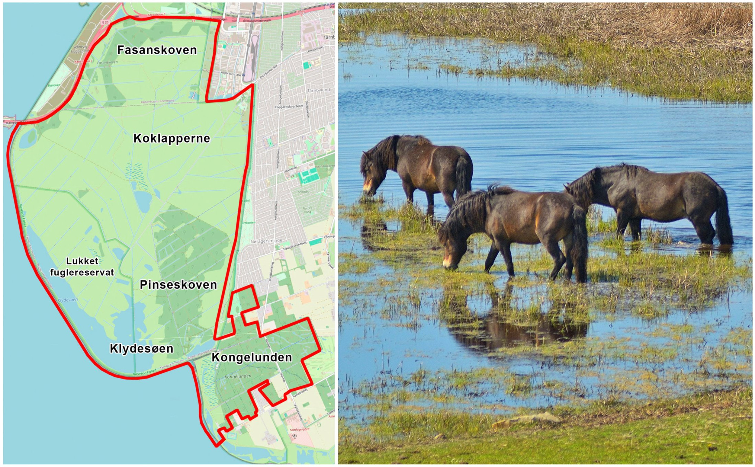 Naturnationalpark Amager Forslag Til Vildere Natur P Kalvebod F lled naturnationalpark-amager-forslag-til-vildere-natur-p-kalvebod-f-lled