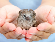 INNER PEACE IS WITHIN REACH