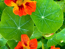 A PICTURE IS WORTH A THOUSAND TRIES